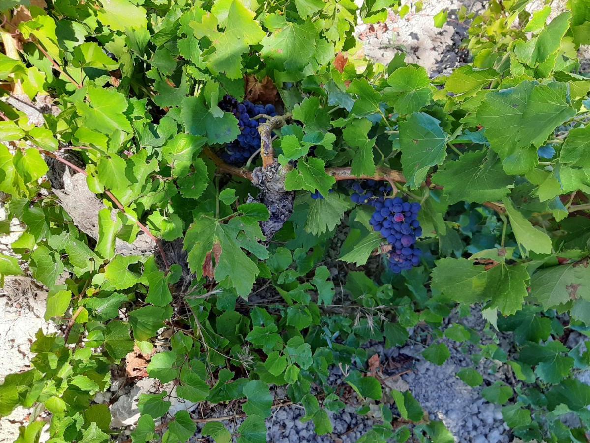 Casa Rural "Eccehomo De Borja" Εξωτερικό φωτογραφία
